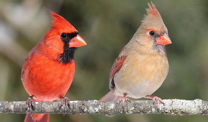 PPT - Indiana State Bird: Northern Cardinal ( Redbird) Cardinalis  cardinalis PowerPoint Presentation - ID:2099853