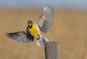 oregon-national-bird