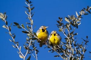 oregon-state-bird