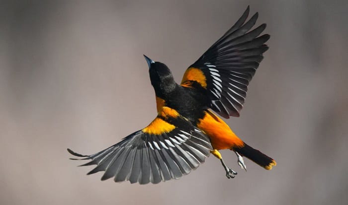 oriole-bird