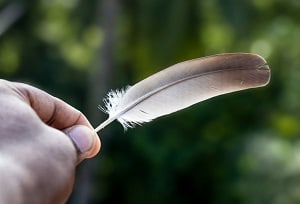 preserve-feathers-from-a-dead-bird