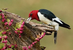 red-bird-identification