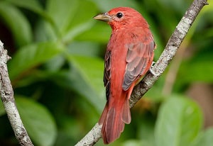 red-bird-not-cardinal