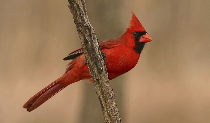  Indiana State Bird - Northern Cardinal Journal: 150 page lined  notebook/diary: 9781533308696: Image, Cool: Books