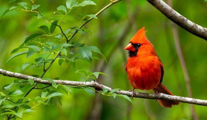 red birds in north carolina