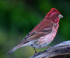 red-birds-meaning