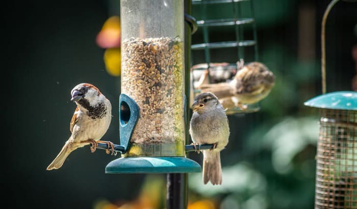 tips for hanging a bird feeder