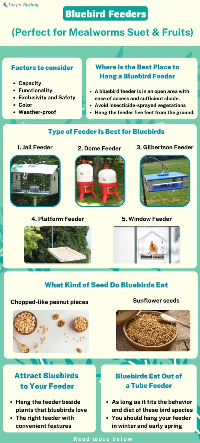 type-of-feeder-is-best-for-bluebirds