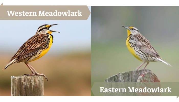 western-meadowlark-state-bird