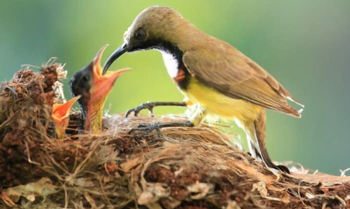 what-do-baby-birds-drink