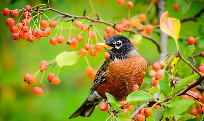 what is the state bird of connecticut