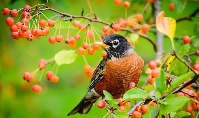 what is the state bird of connecticut