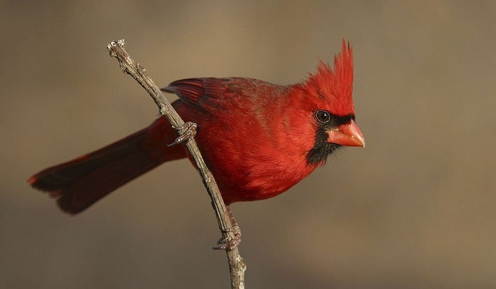 what is the state bird of indiana