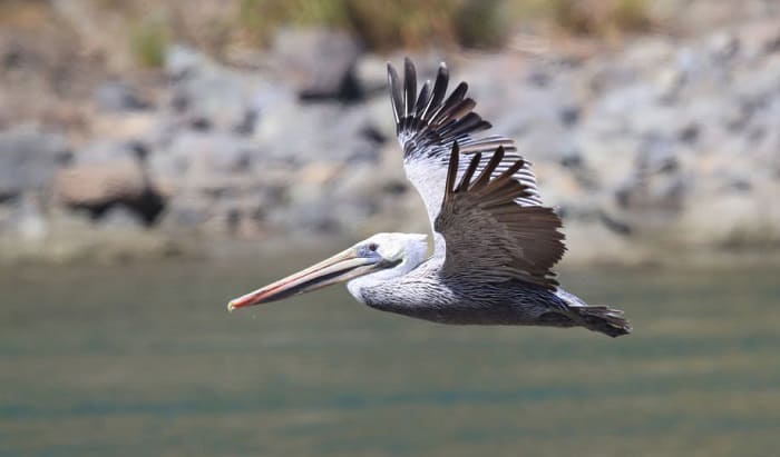 what is the state bird of louisiana