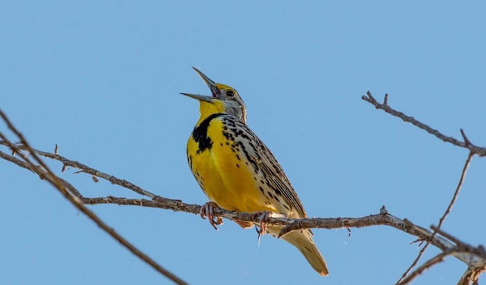 what is the state bird of nebraska