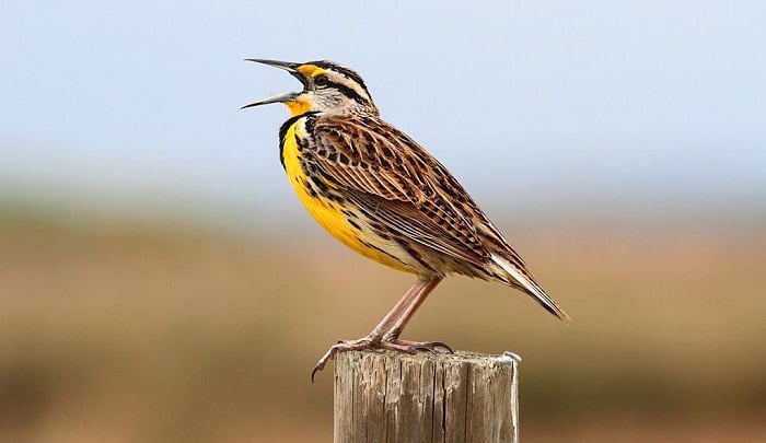 what is the state bird of oregon