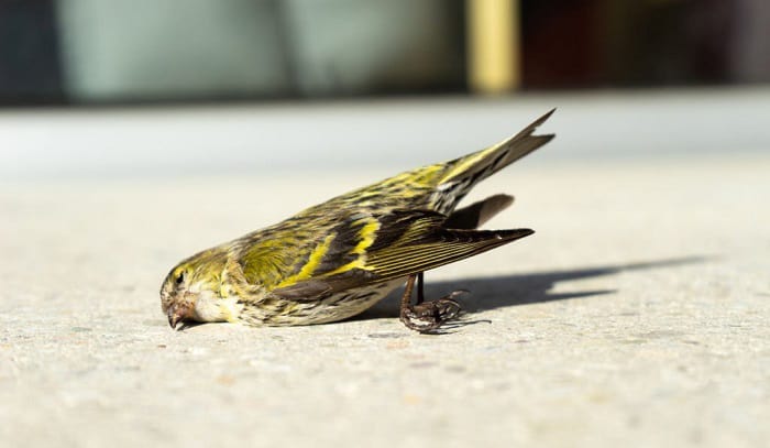 what to do with a dead bird in your yard