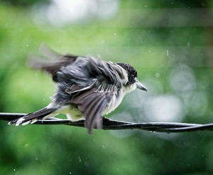 bird-in-rain