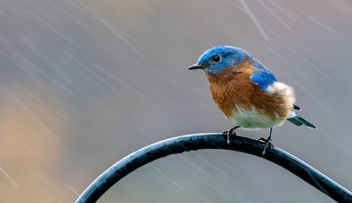 where-do-birds-go-during-a-hurricane