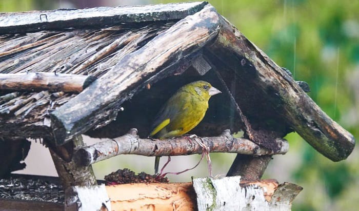 where do birds go when it rains