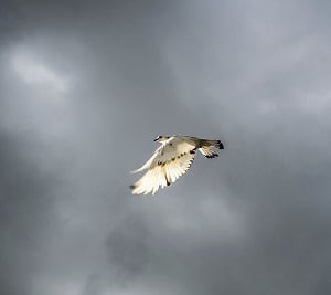 where-do-seagulls-go-when-it-rains