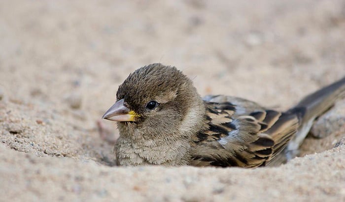 Why Do Birds Take Dirt Baths? Here's the Reason!