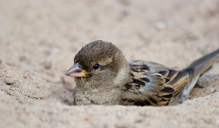 why do birds take dirt baths