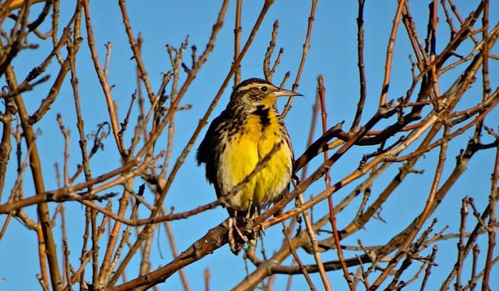 yellow-birds-in-nebraska