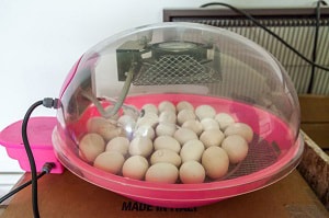 abandoned-bird-eggs