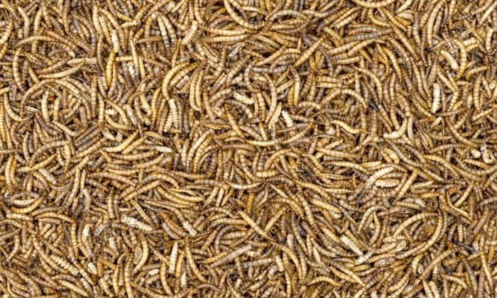 baby-birds-eat-dried-mealworms