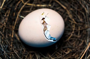 bird-egg-incubation
