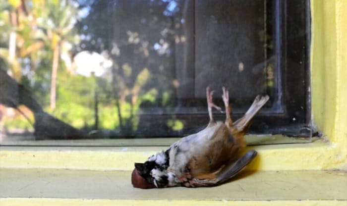 bird-in-shock-or-dead