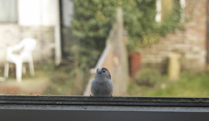 bird-keep-pecking-at-my-window