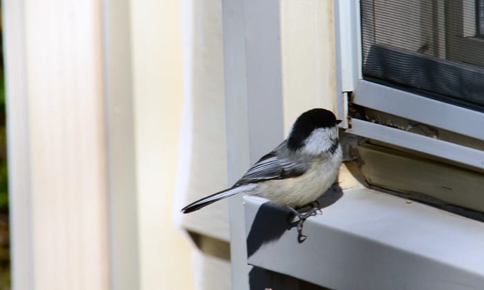 bird-keeps-flying-into-window