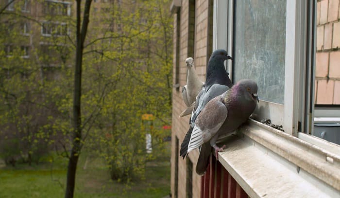 birds-pecking-at-window-frame