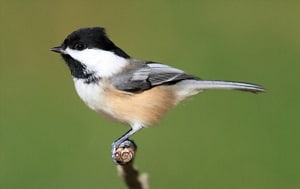 birds-that-eat-mealworms