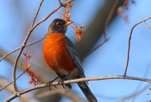 birds-that-like-mealworms