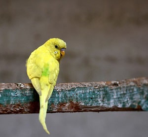 budgie-wings-slightly-open-and-shaking