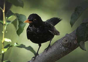 calling-birds-christmas