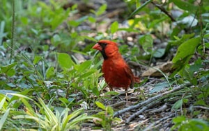 cardinal-state-bird