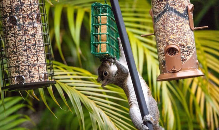 diy-squirrel-proof-bird-feeder-pole
