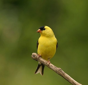 female-goldfinch