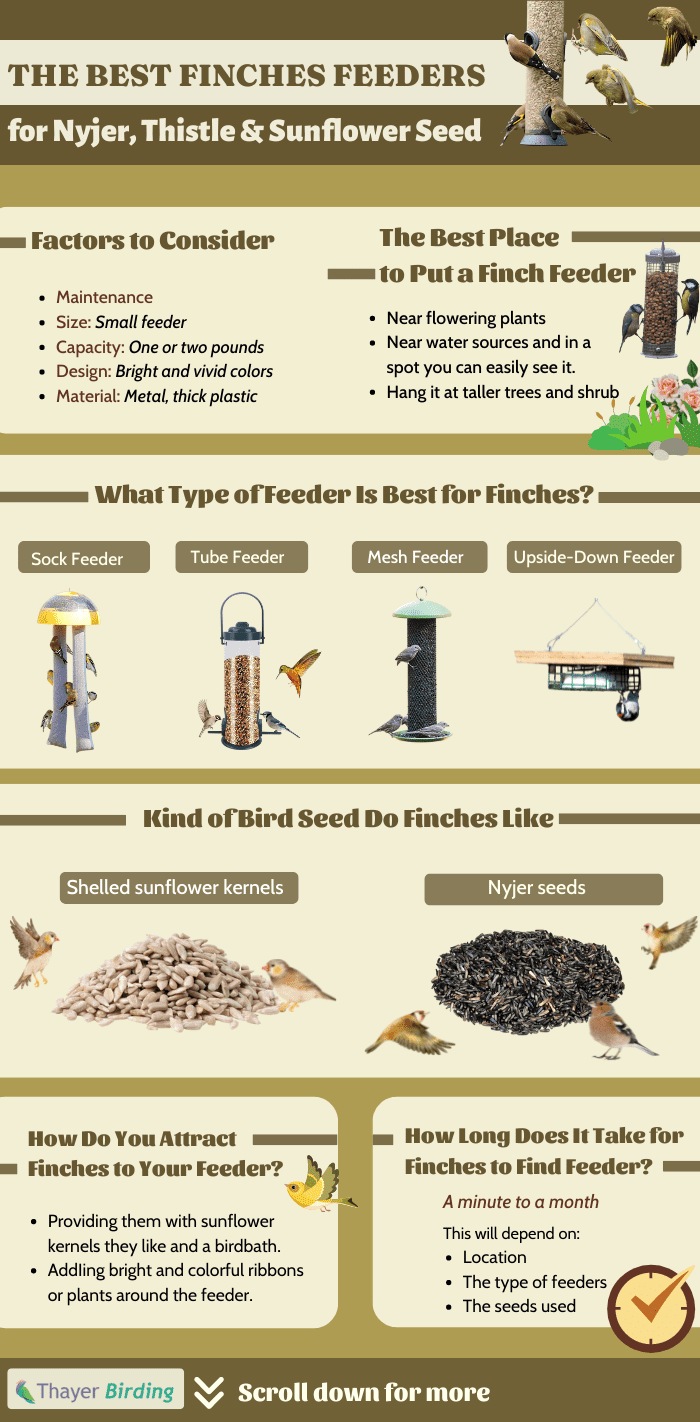 finches-prefer-thistle-or-nyjer-seed