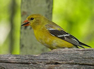 goldfinch-facts