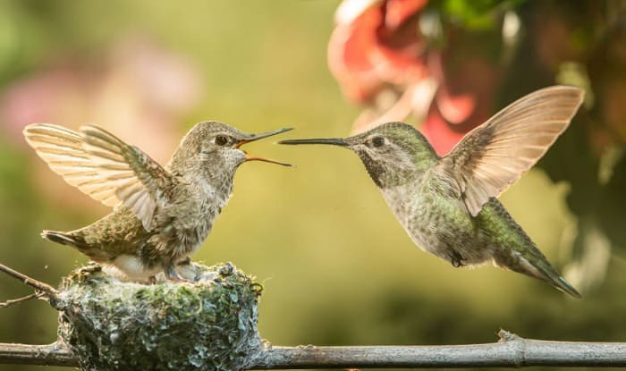 how do hummingbirds feed their young