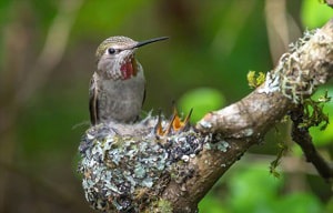 how-long-before-a-baby-bird-can-fly