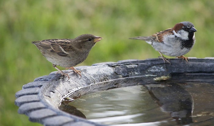 how to clean a concrete bird bath