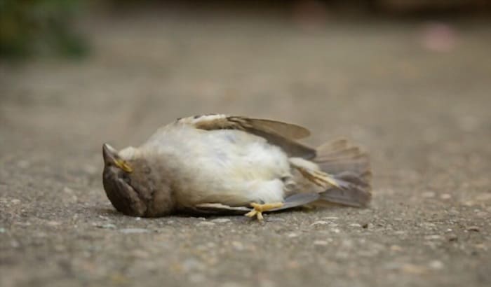 how-to-know-if-a-bird-is-dead