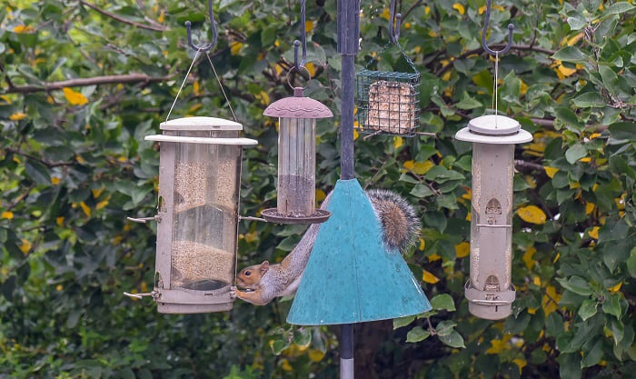 how to make a squirrel proof bird feeder pole