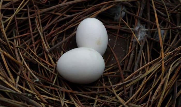 how to take care of a bird egg